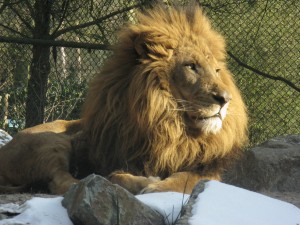 man-lion